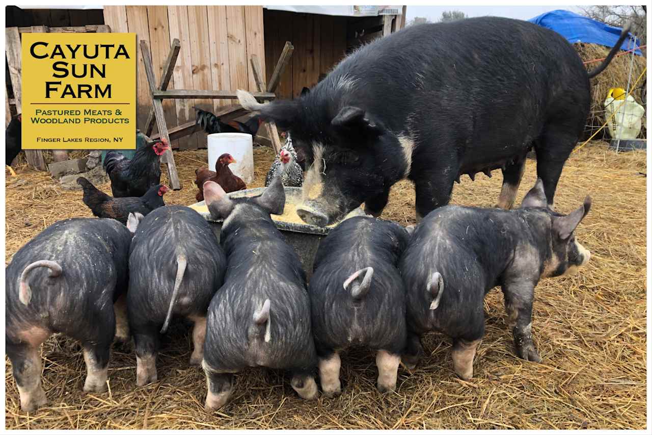 Sometimes there are piglets...