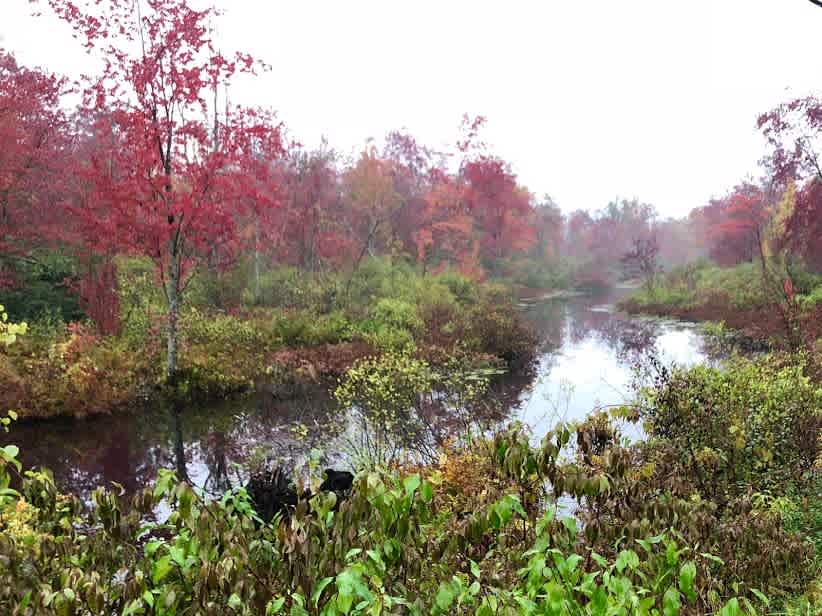 Cayuta Sun Farm is located between the Connecticut Hill Wildlife Management Area and the Cayuta Inlet Swamp.