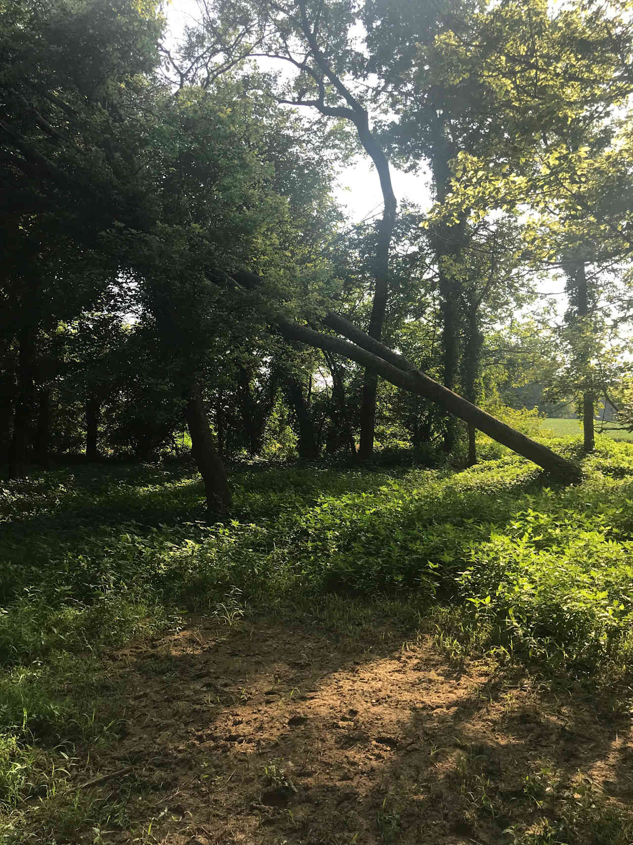 Calliman Stables Campgrounds
