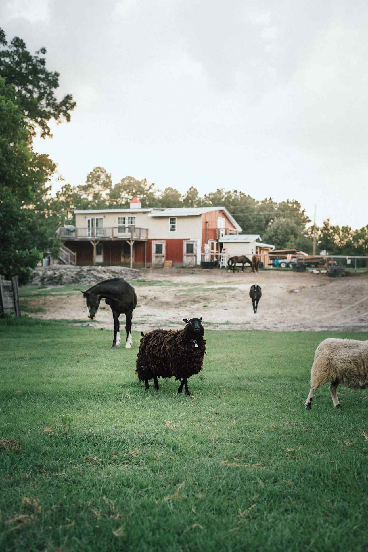 Silk Purse Farm RV