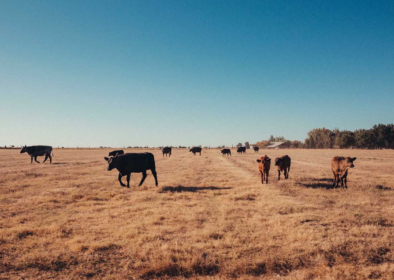 Cattle! 