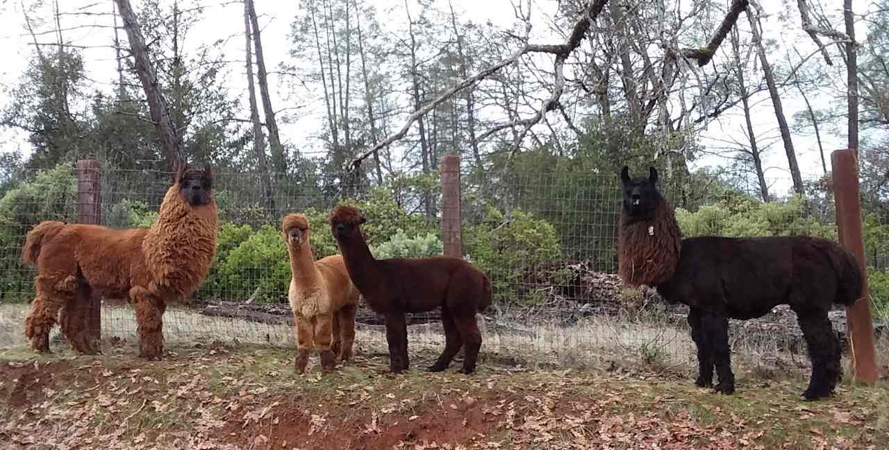 Our first animals in 2018...2 Argentine llamas and their "mini me" alpacas! They are the inspiration for our One Thing Ranch. 