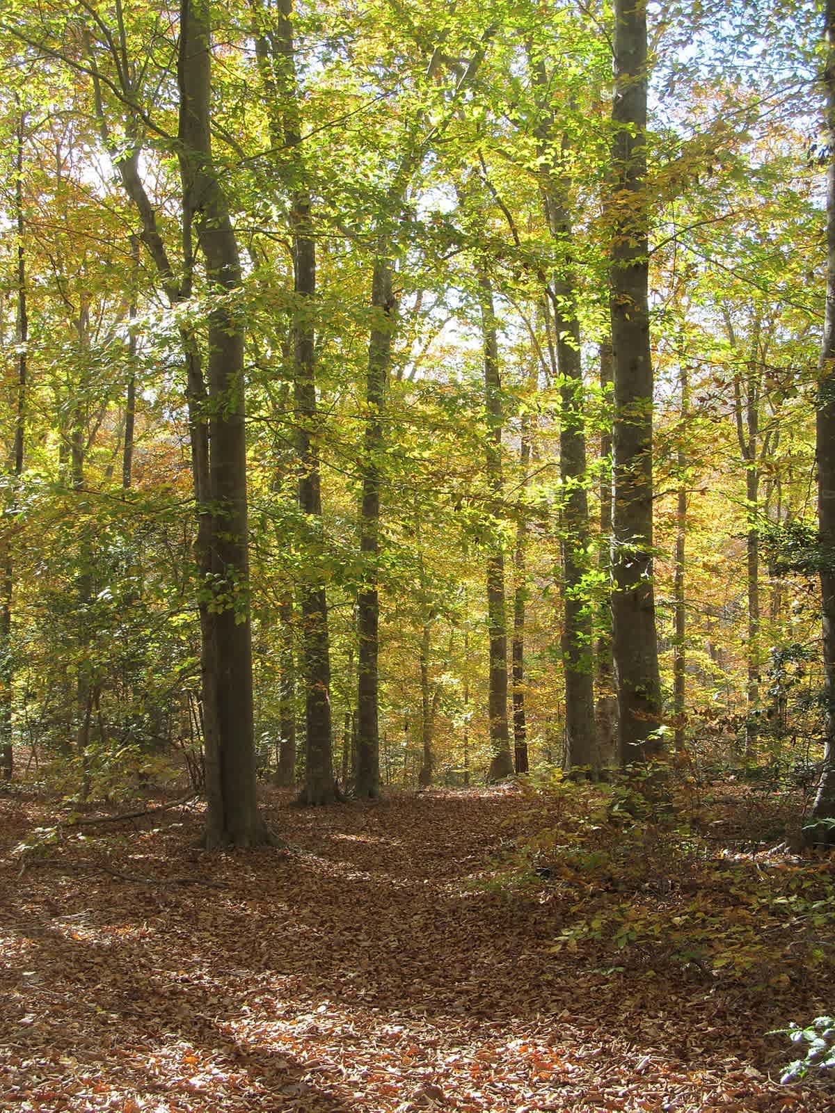 Woodland path