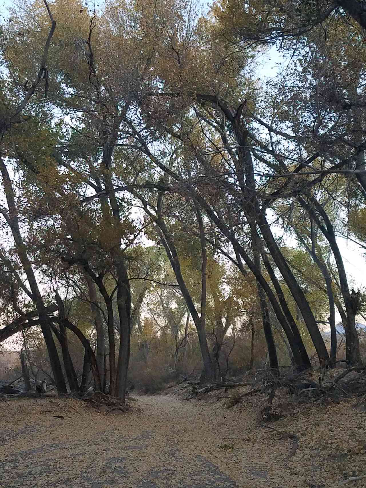 huge cottonwood path to the Gila river