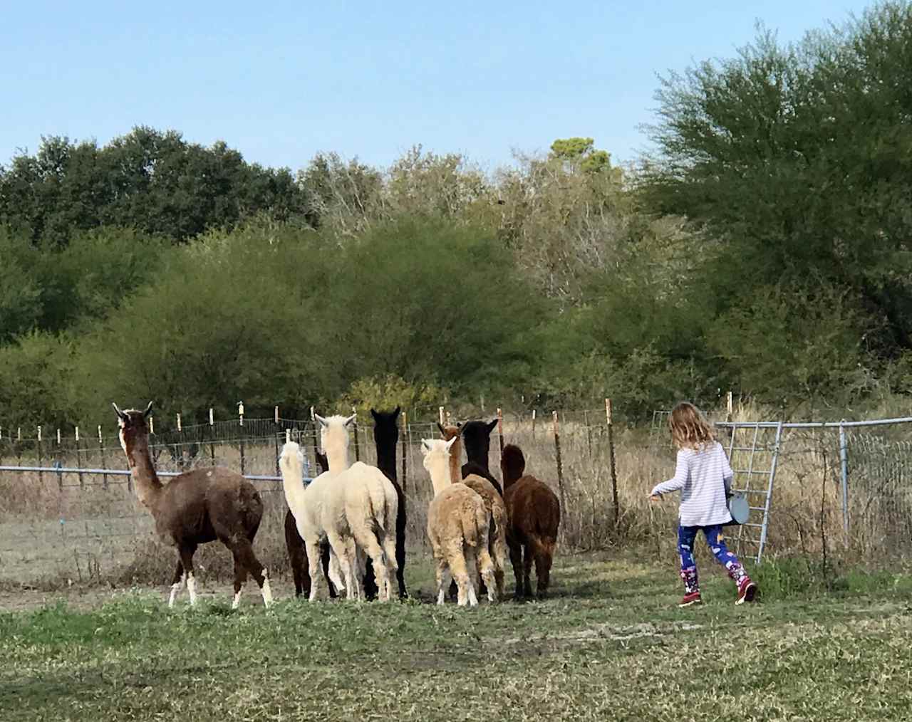 Alpaca Ranch