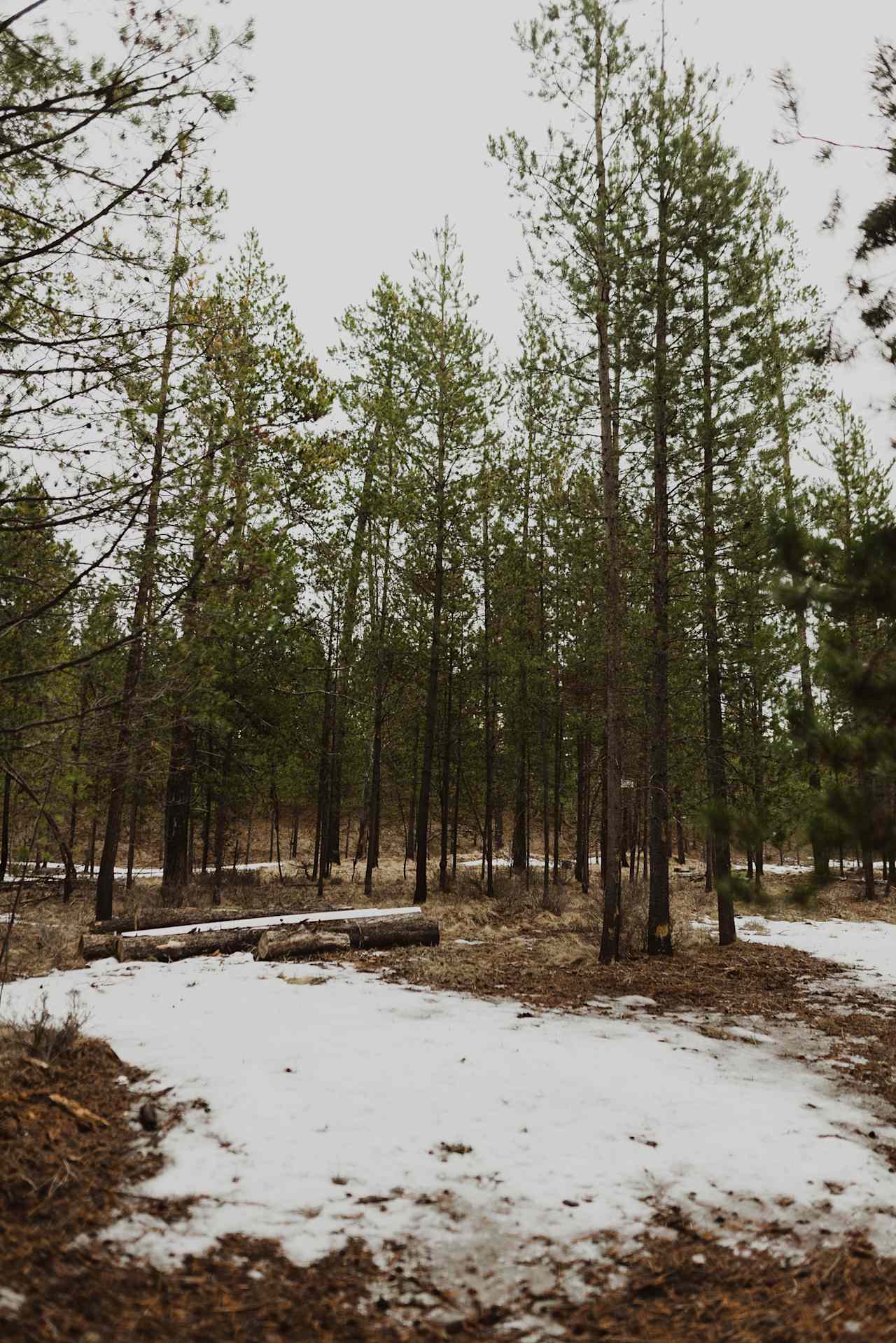 Wooded and fenced in area. Great for letting your dog run off leash.