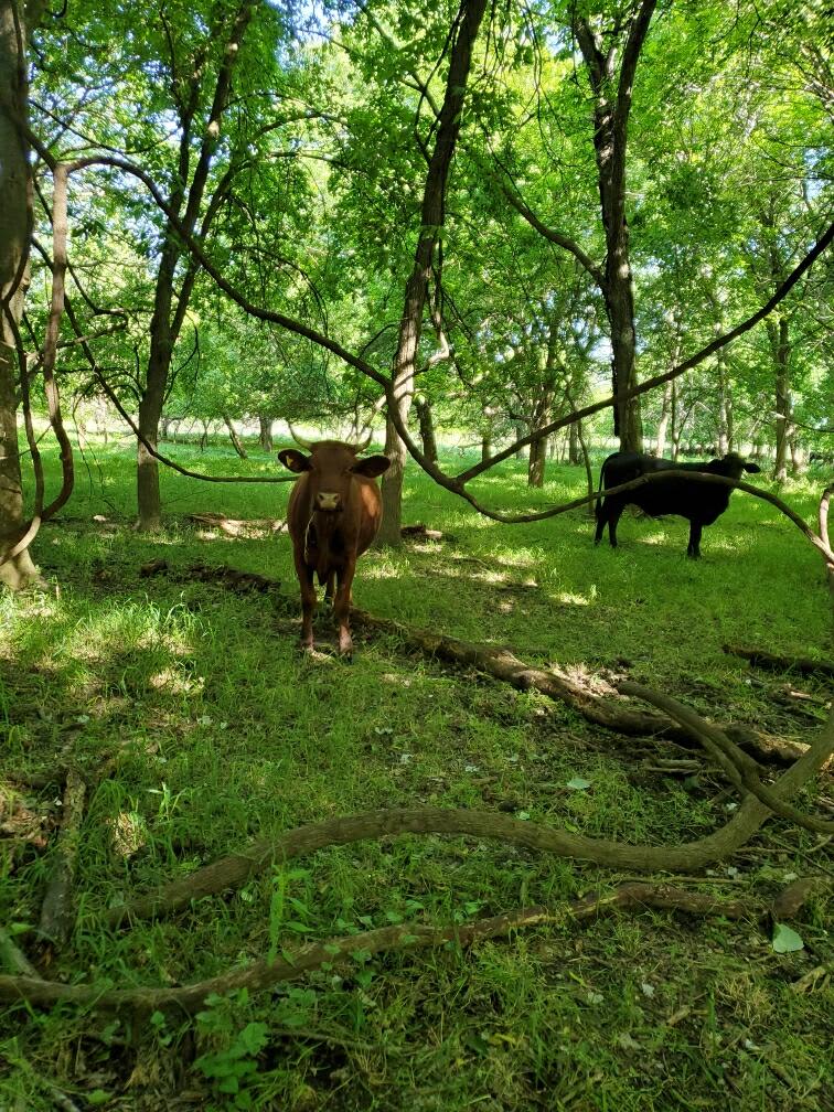 The Occasional FRENLY Wildlife Drifter's  🐄 #CowCrossing