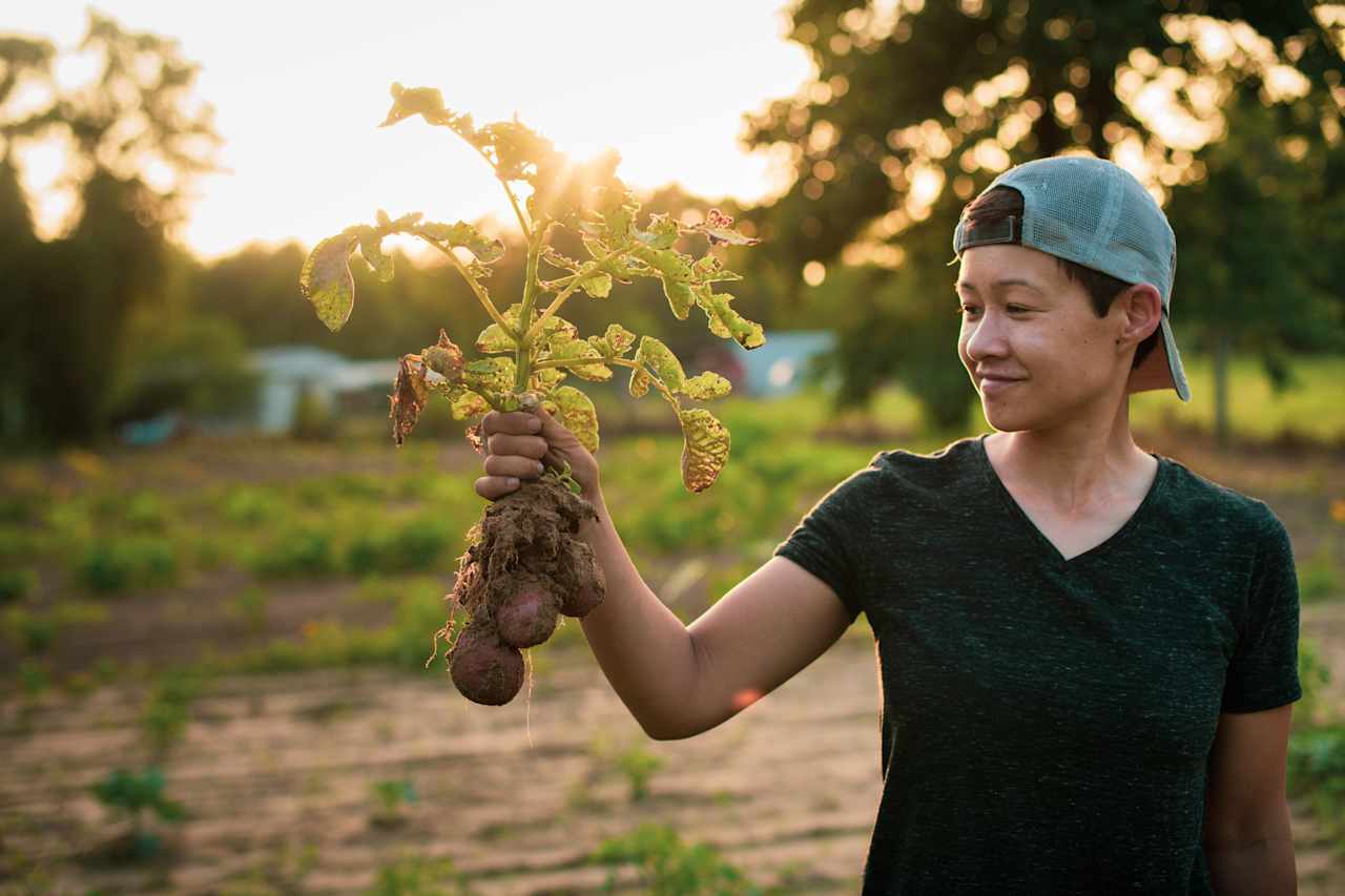 Potatoes fresh from the ground