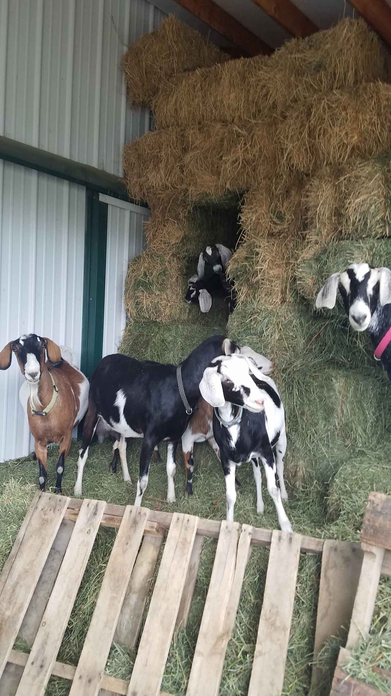 Falkor Ranch