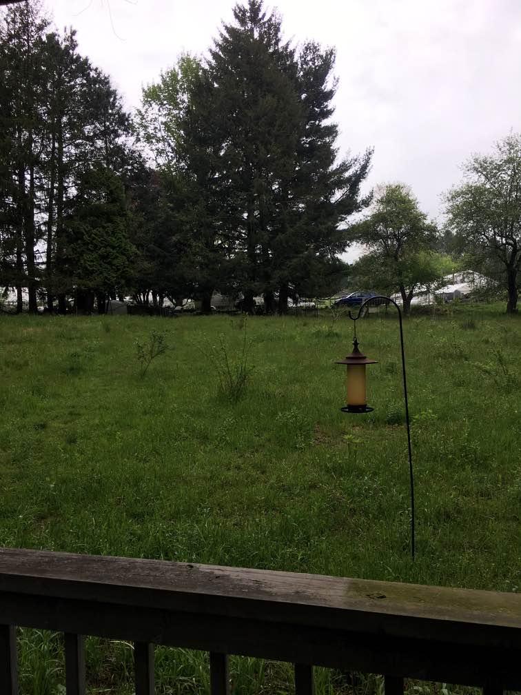 Standing on the cabin's front porch, you can see our house and one greenhouse through the trees.