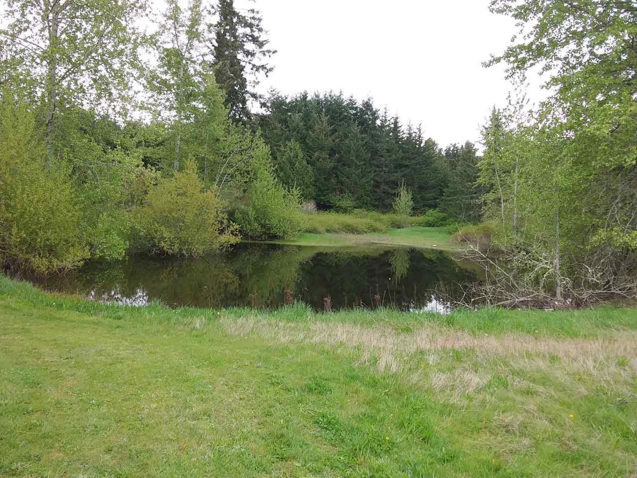 Local pond