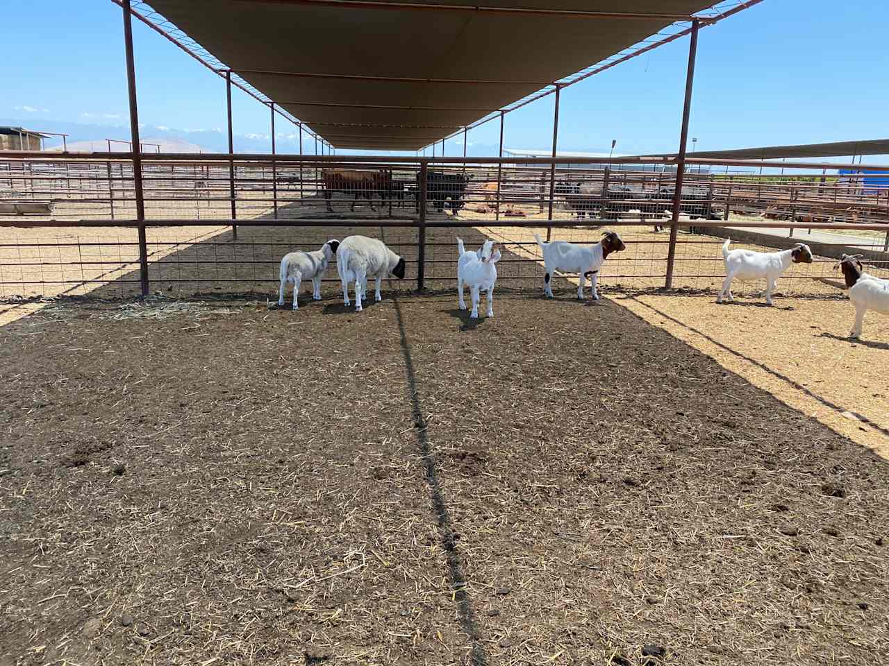 Cowboy Land & Livestock