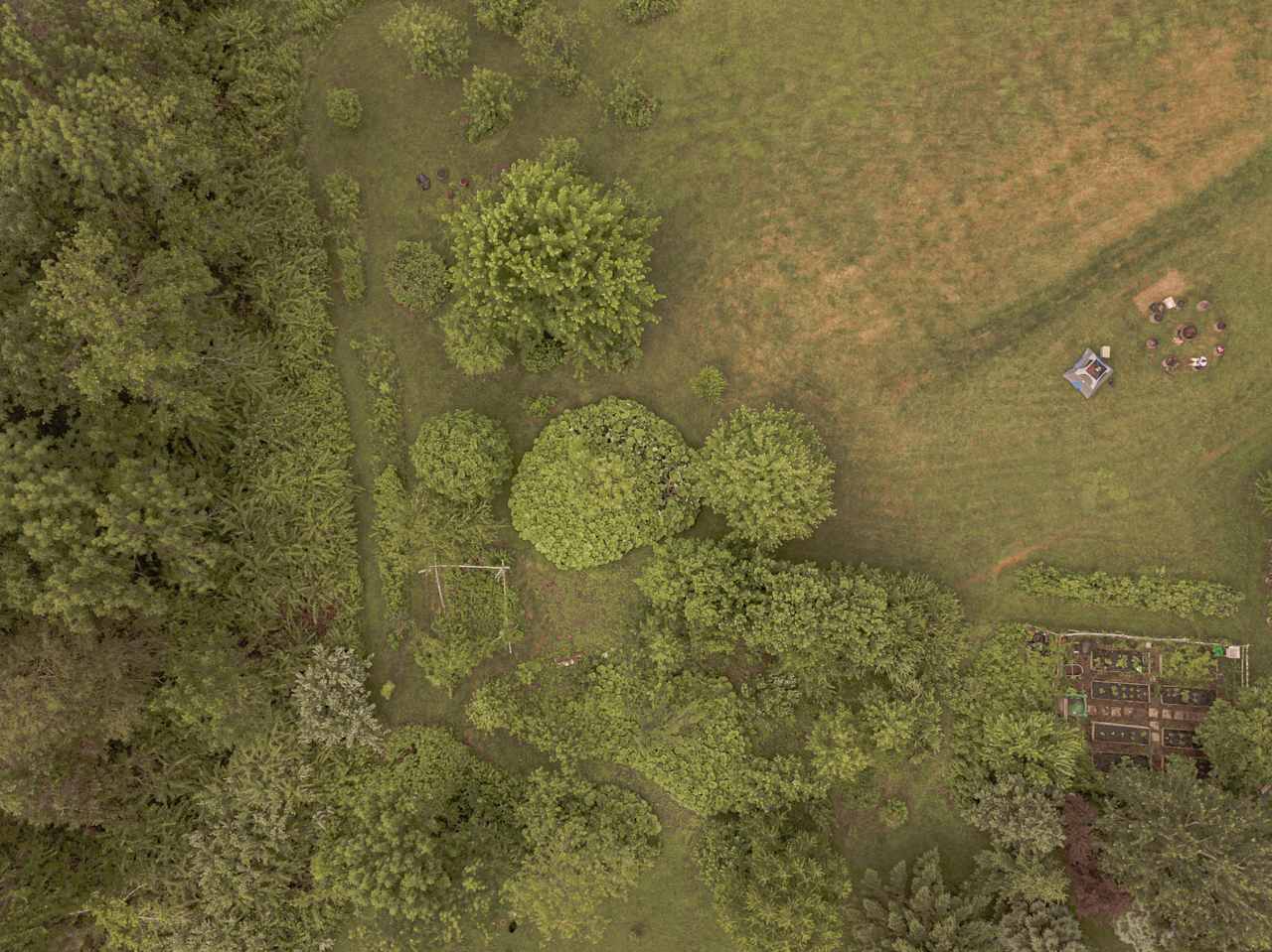 Surrounded by edible plants and trees
