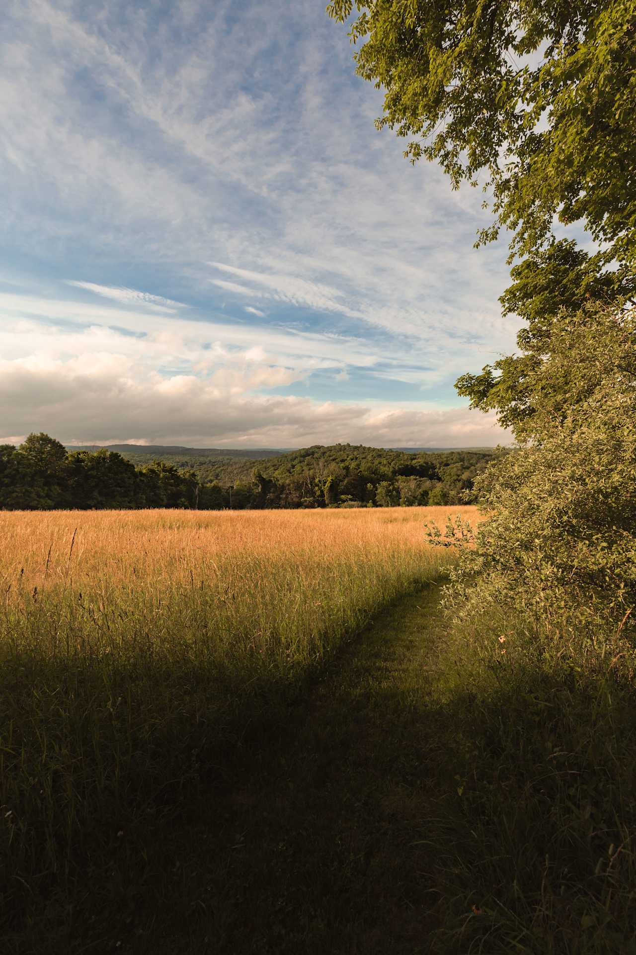 Gorgeous paths through the meadow