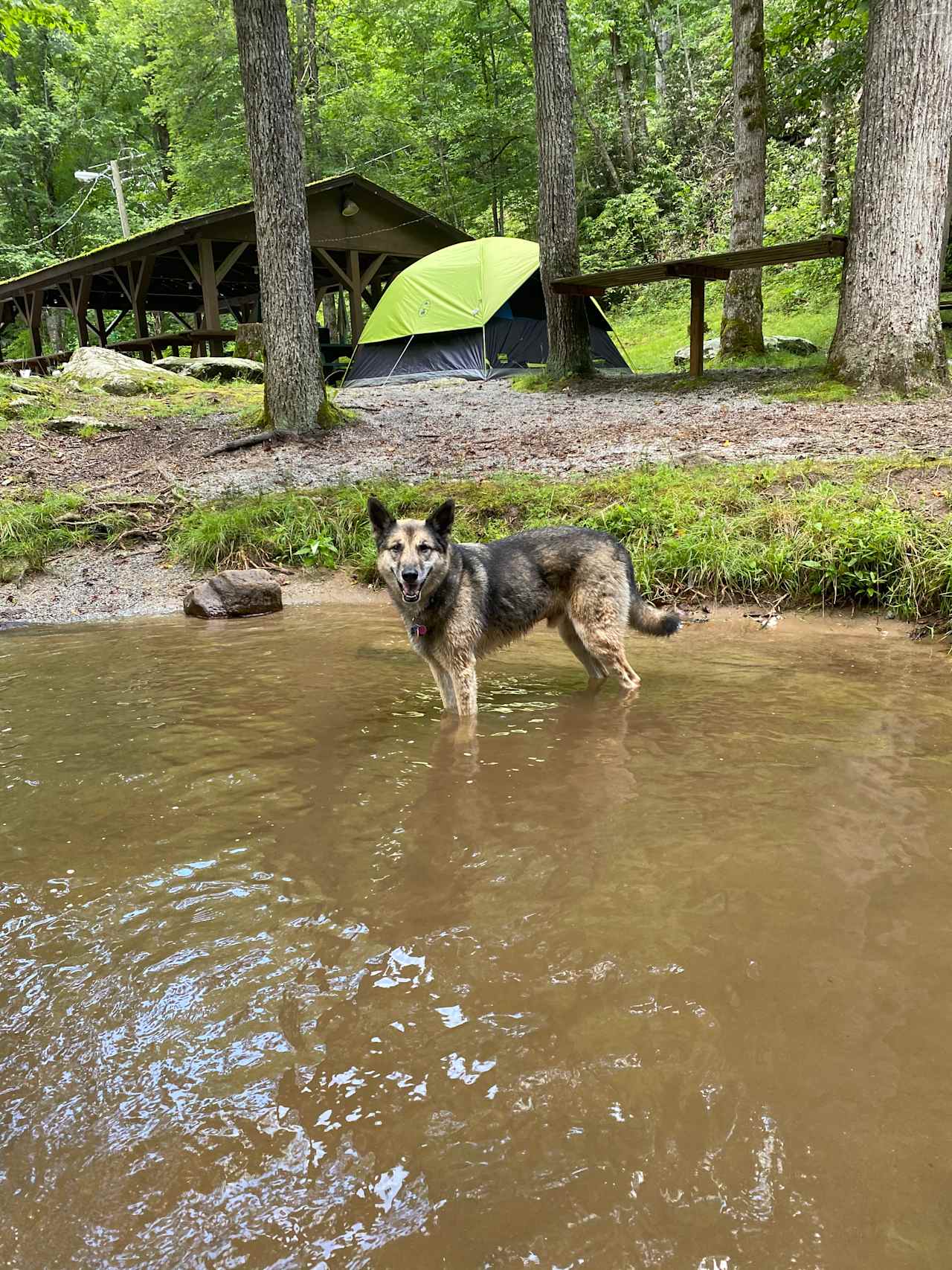 Our dog Cody was in heaven