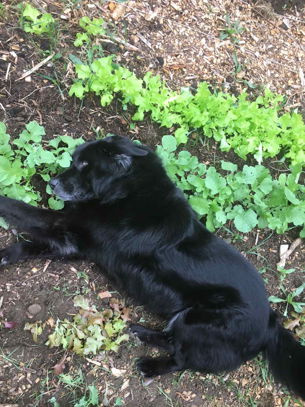 Our dog grizzly in the garden 