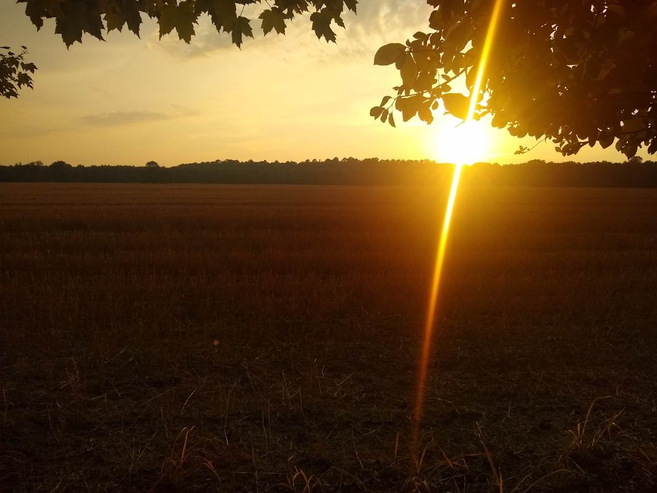 Soybean field adjacent to the property.  Saw deer, turkeys, and a fox, all around sunset.