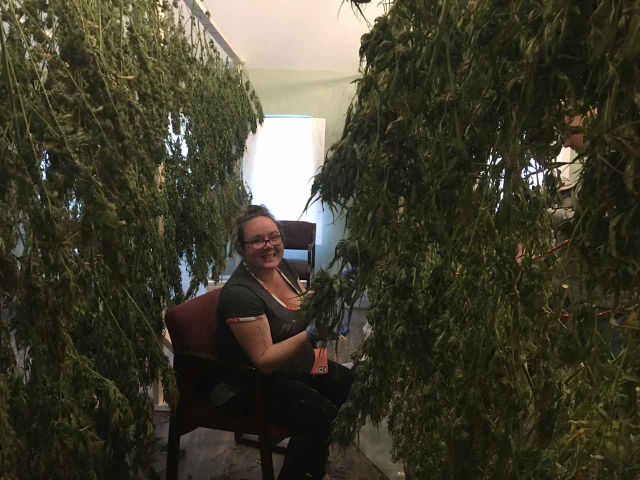 Hemp trimming