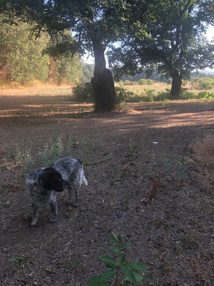 Campsite is flat and graded, under a grove of walnut trees for excellent shade.