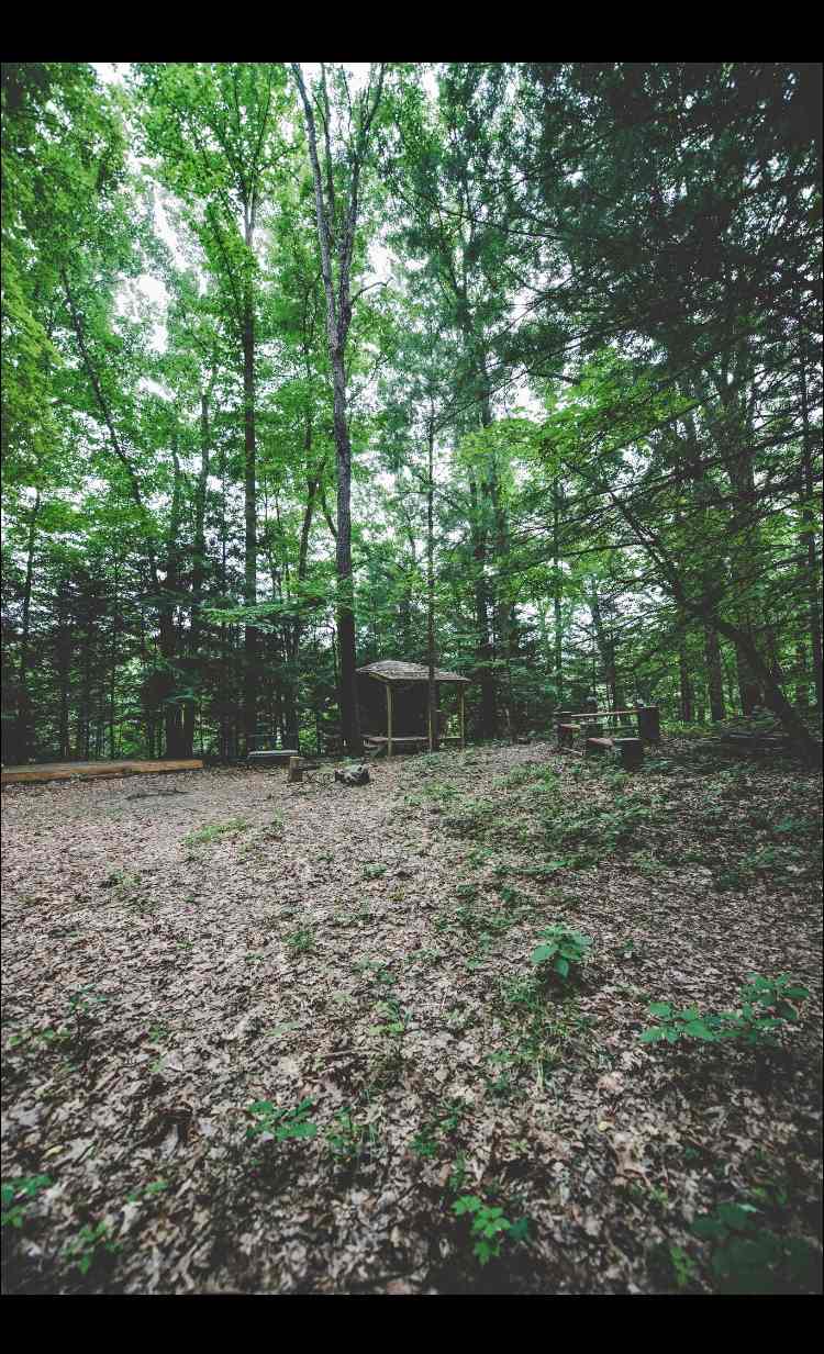 Forest sanctuary 