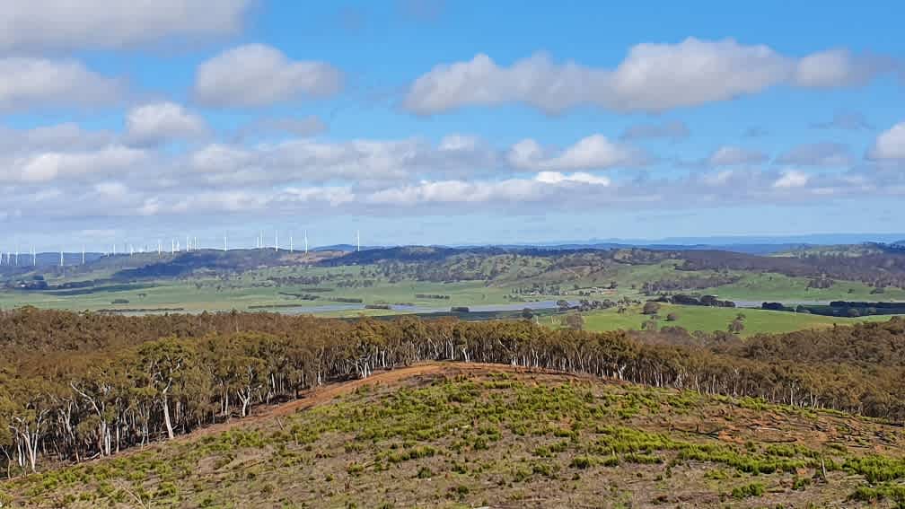 Pine Gums, via Goulburn.