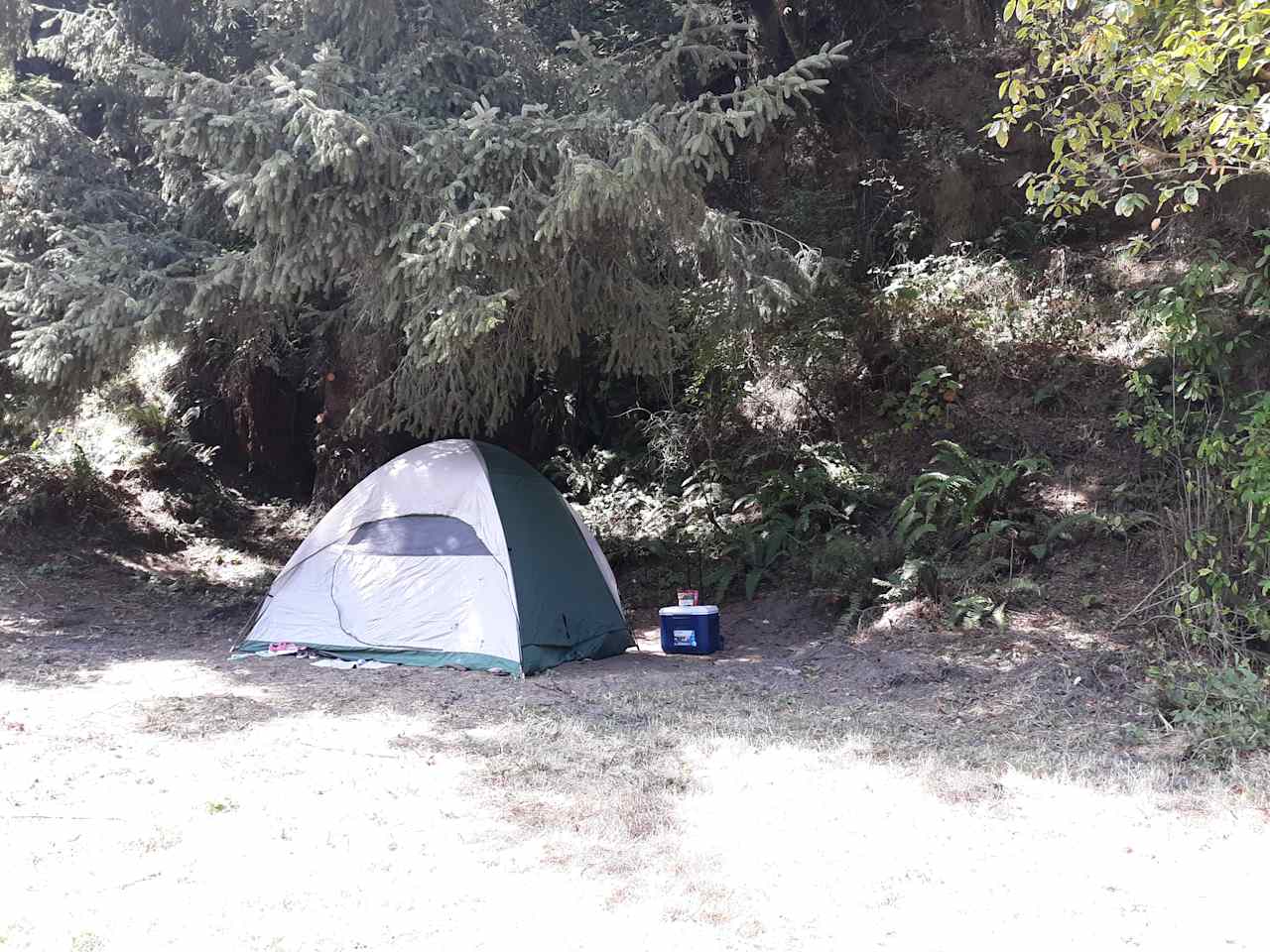 Forest Field #1, base camp, near bathrooms and hot showers, sheltered under a massive spruce, full of morning sun. (Tent not provided, but firepit, table, chairs & free firewood is.)