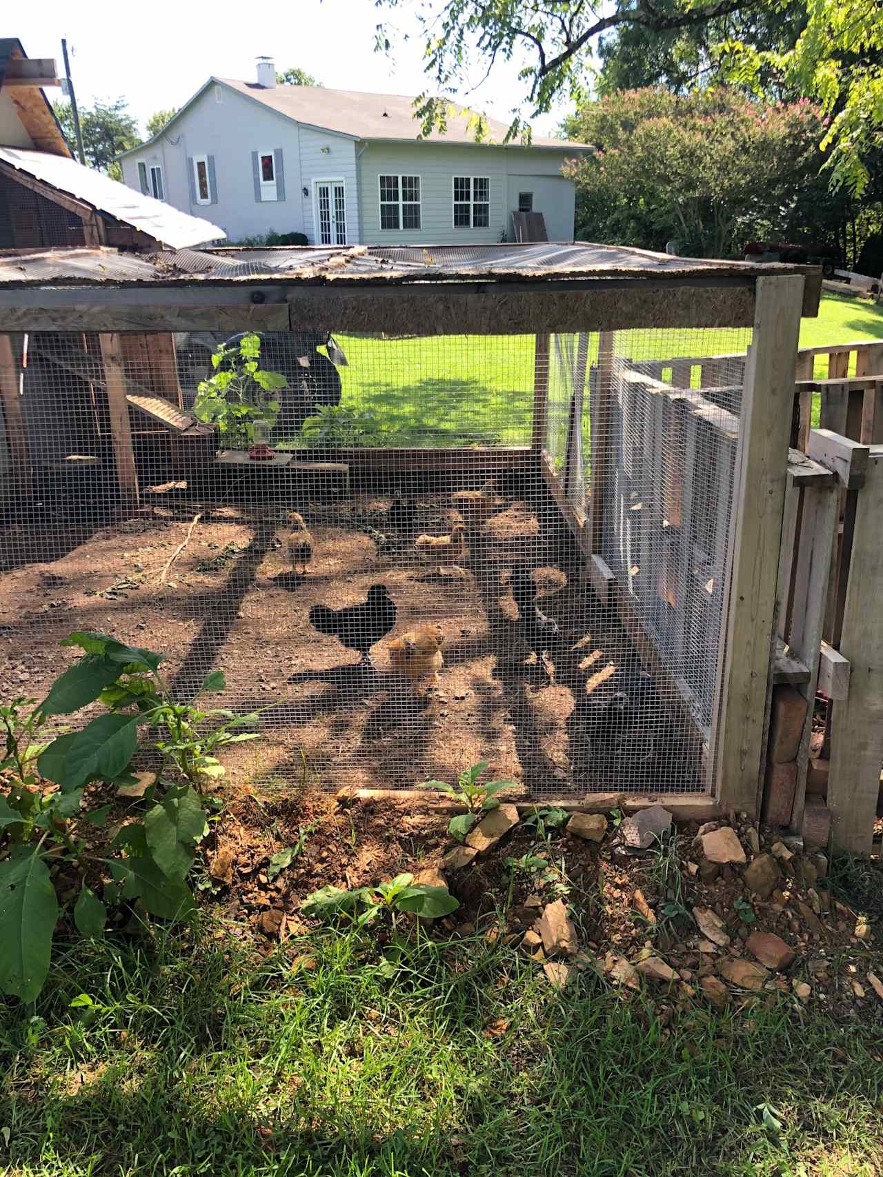 Chickens!