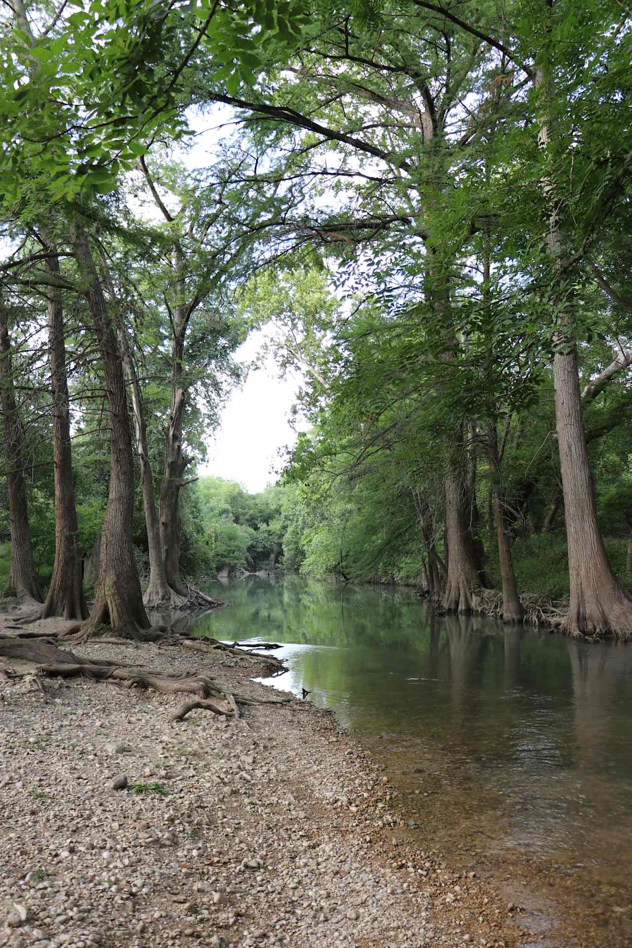 Medina River Shoreline