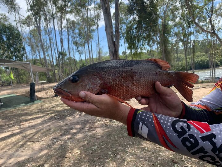 Mangrove Jack, caught by Gazz 