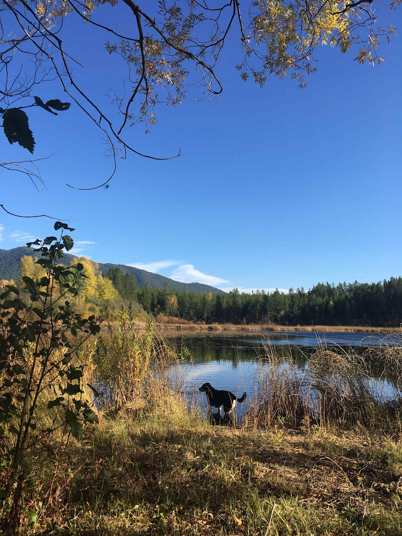 Pup at the pond
