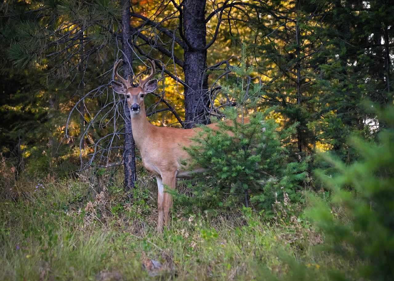 A regular sighting right here on the property