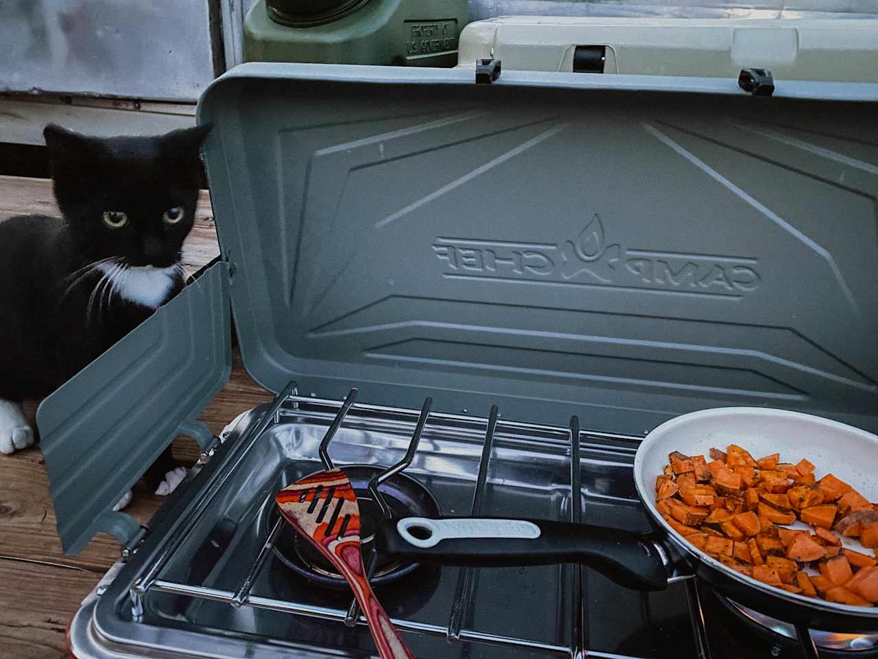 Meet the youngest and most curious of the local cats!