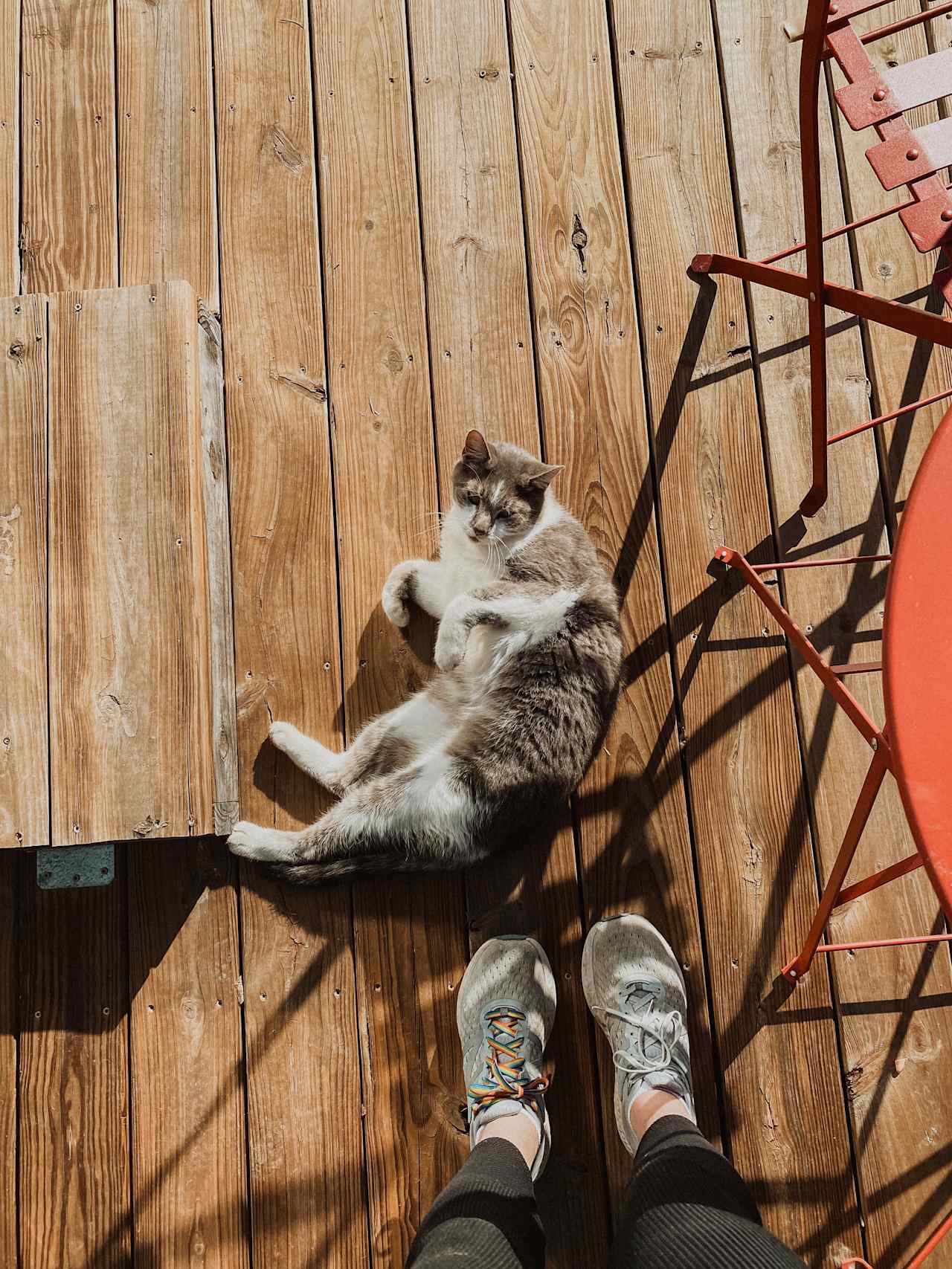 Meet the second local cat, who is more content to lay at your feet and occasionally meow for attention. 