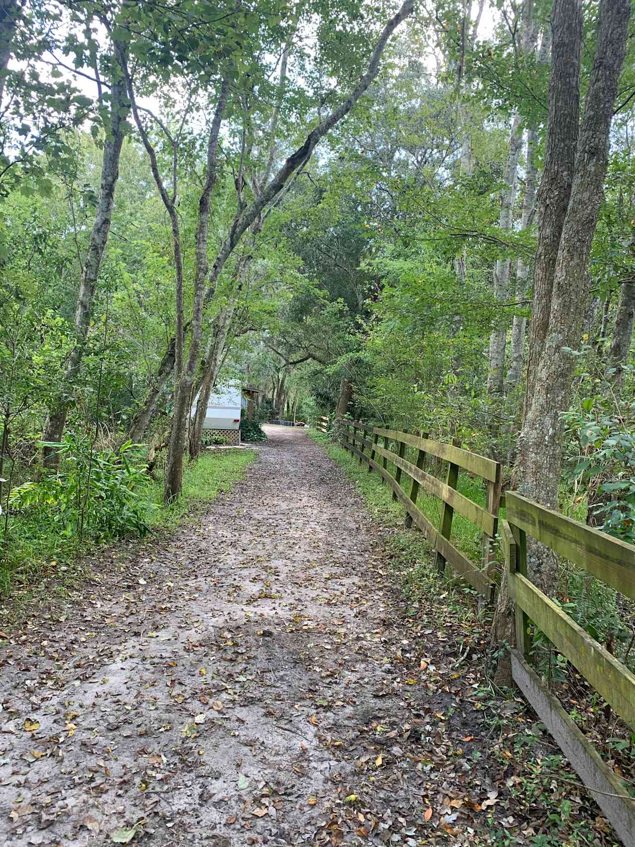 Wooded areas in a horse pasture