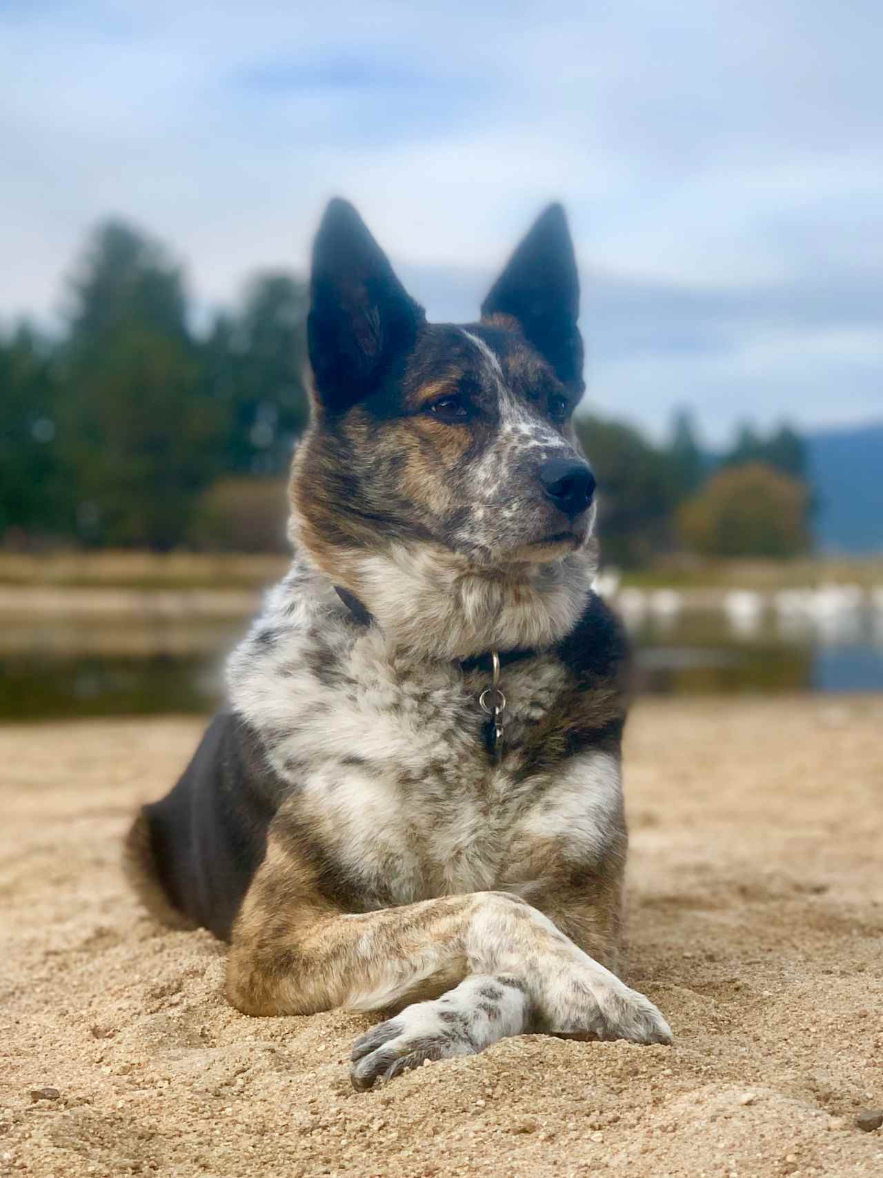 We have a 13 year old Border Collie / Heeler mix that free roams the property