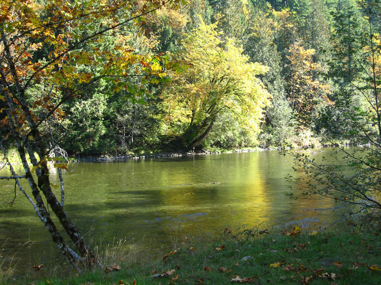 Forested with River Access/Firepit