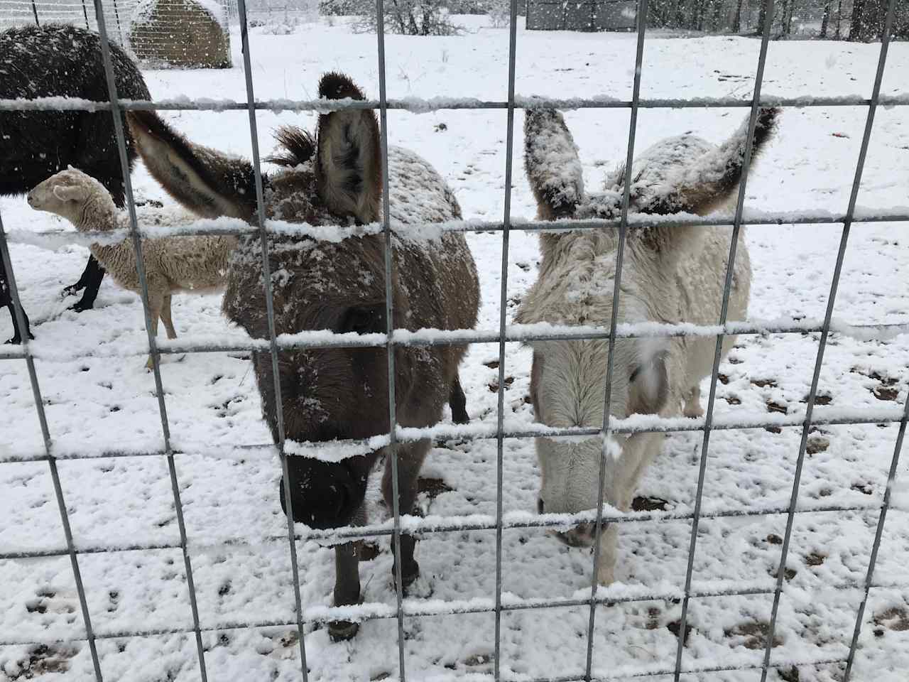 Dennis and Sugar made a snowman!
