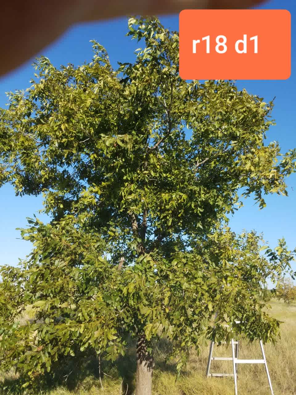 Pecan orchard