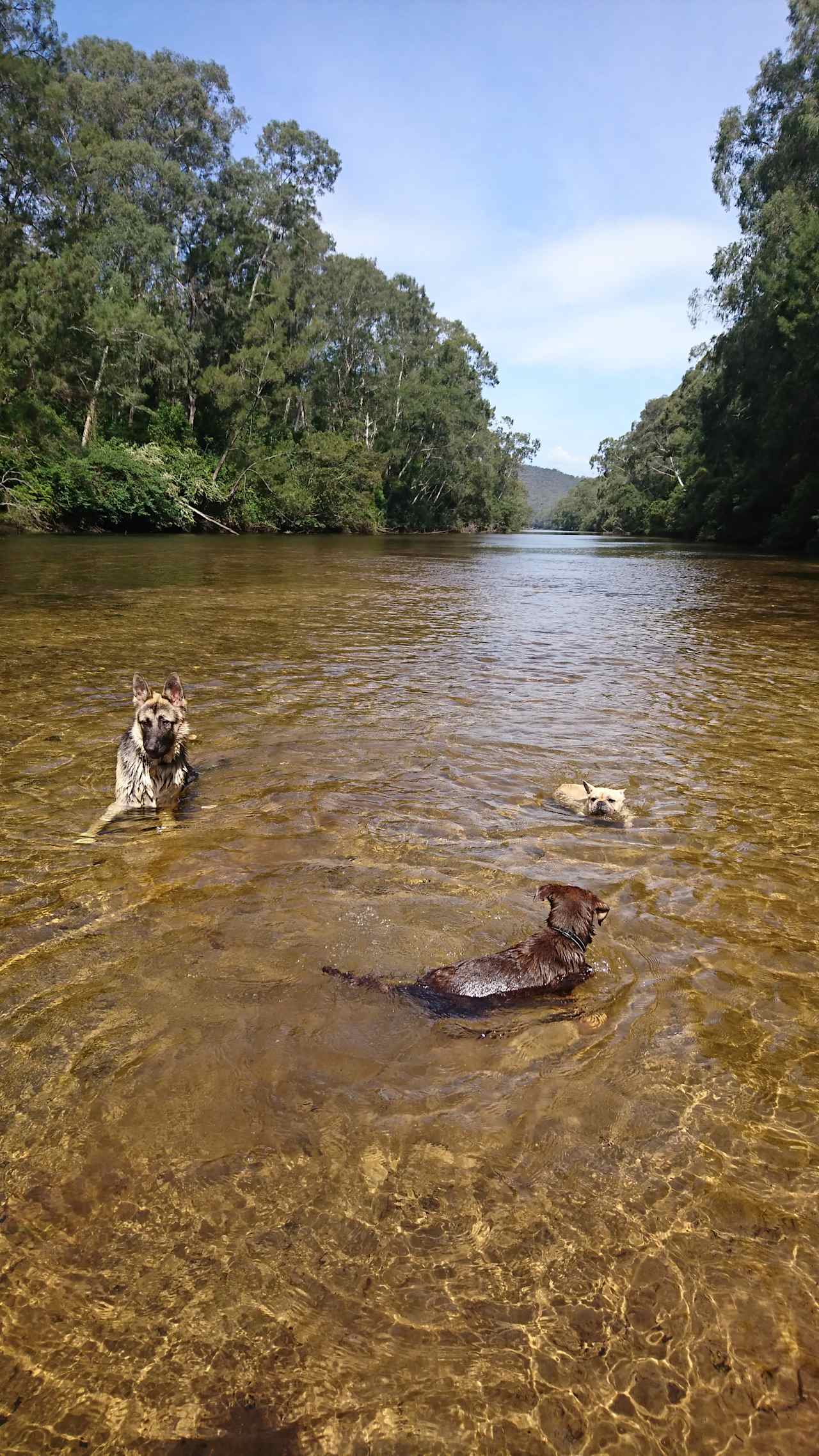 Shady Acres Colo River