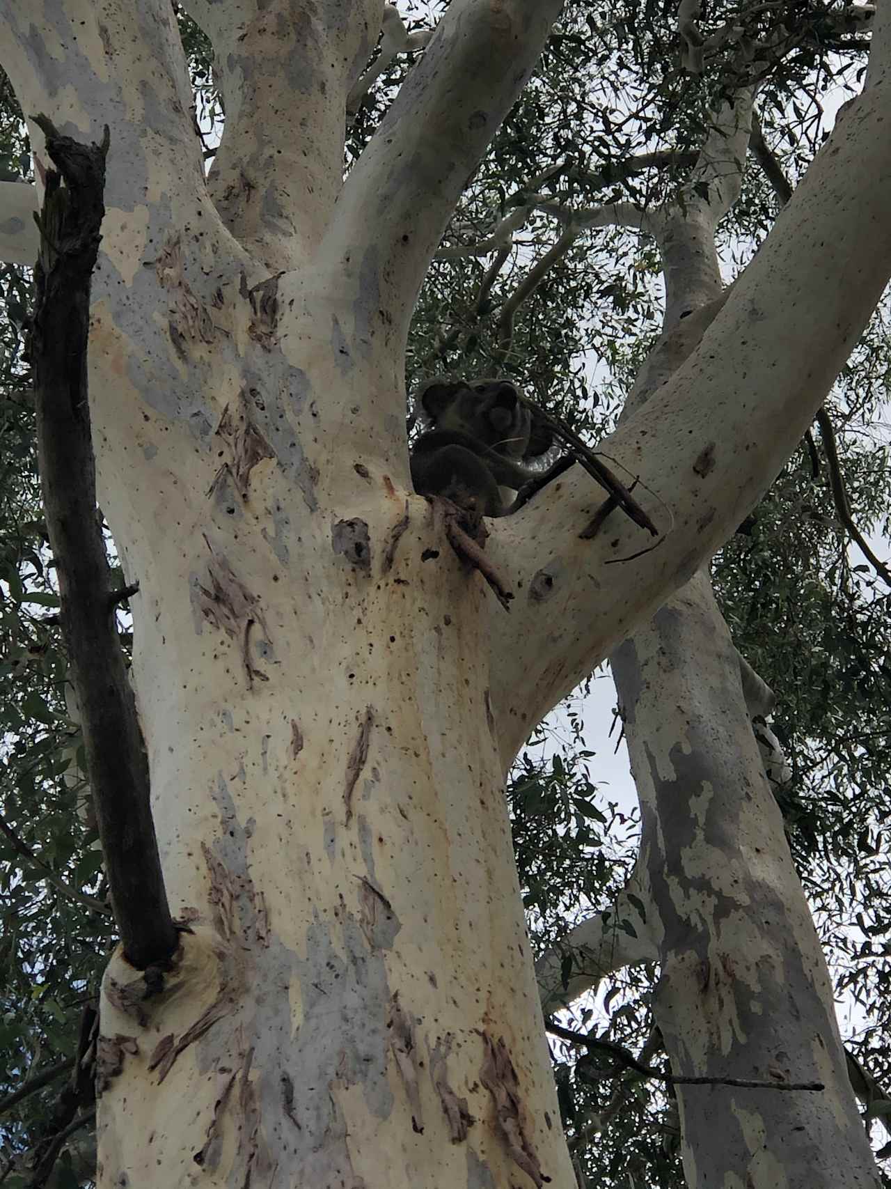 Our resident male koala. 