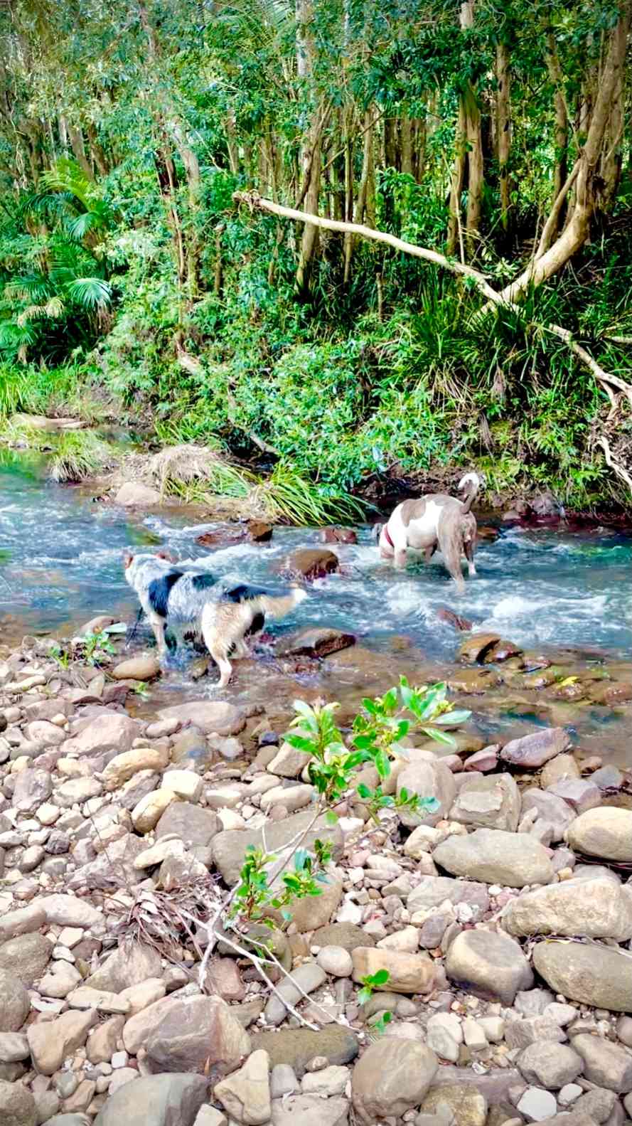  Creek down the back . . . Super refreshing 