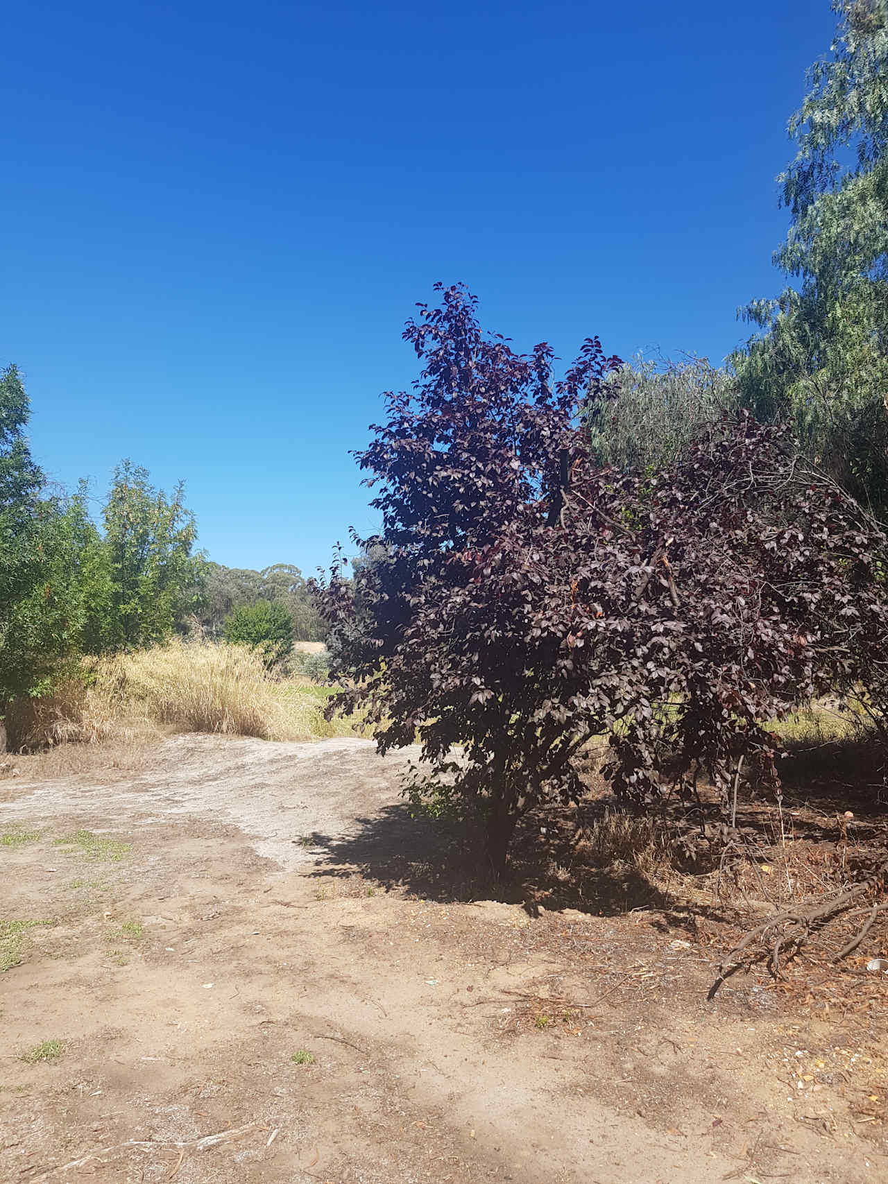More shade and cool breezes