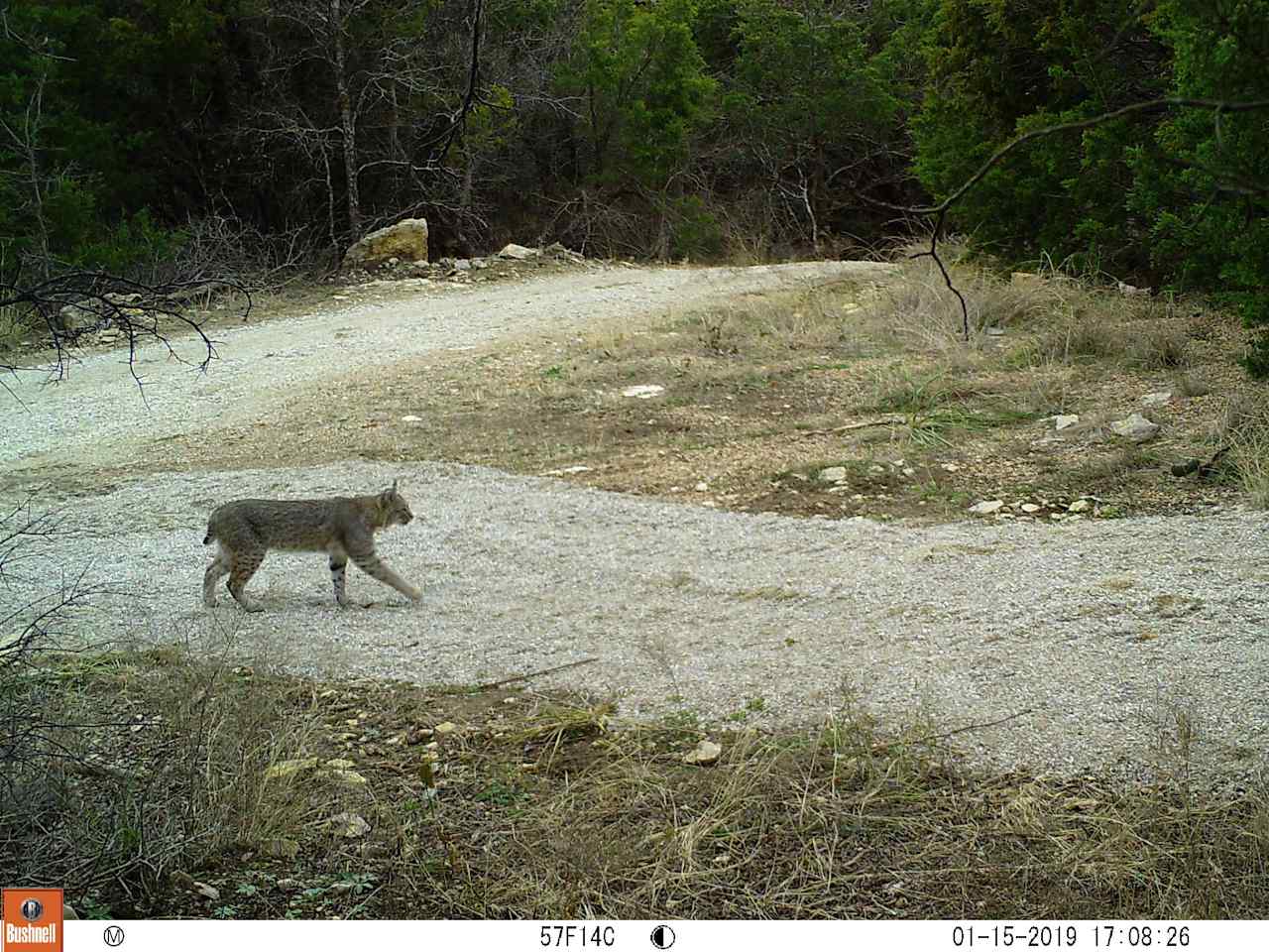 Lots of wildlife to view.