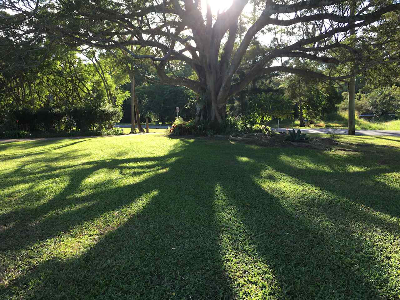 Majestic Fig at front of Property
