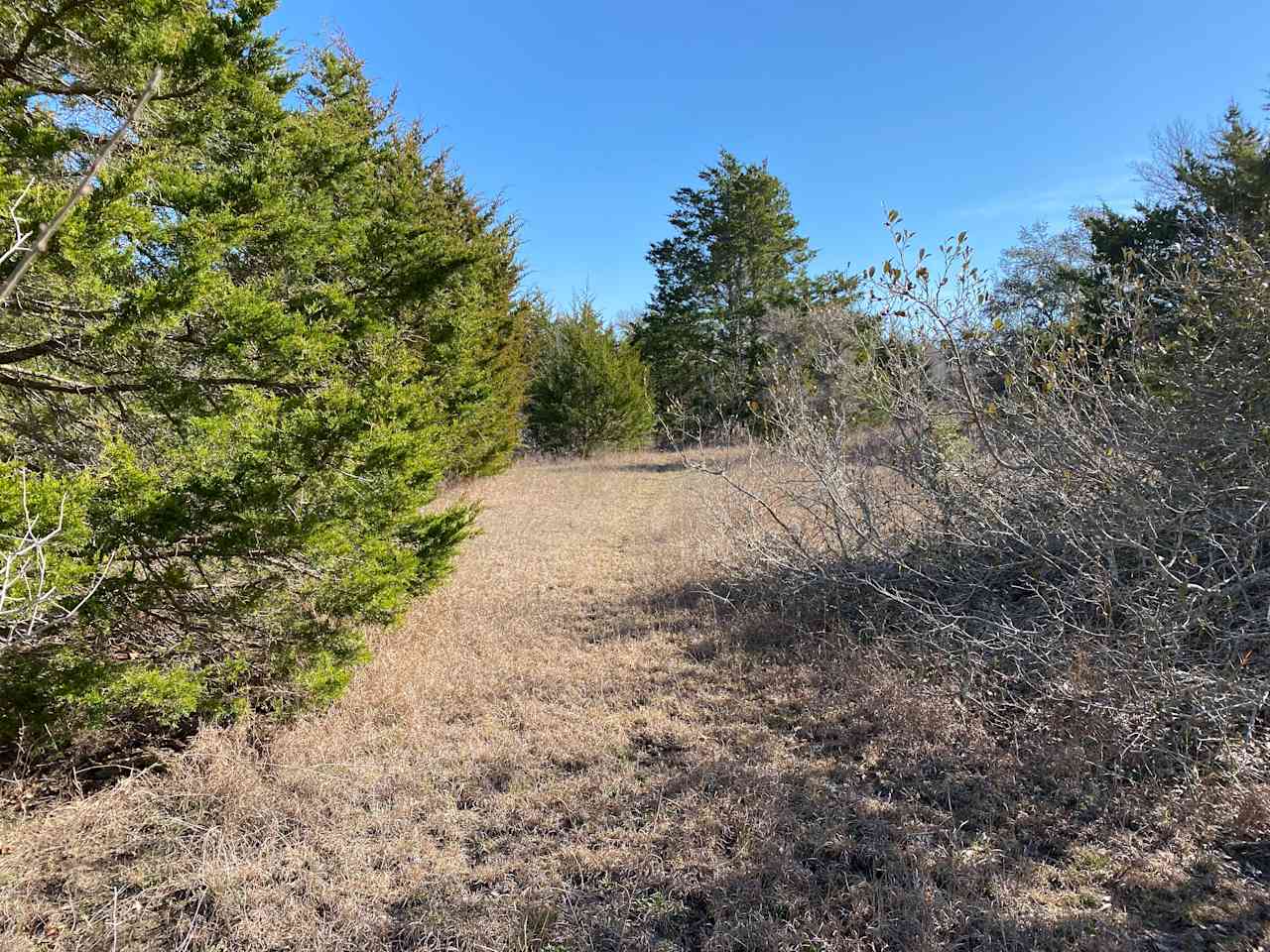 Native Texas Forest