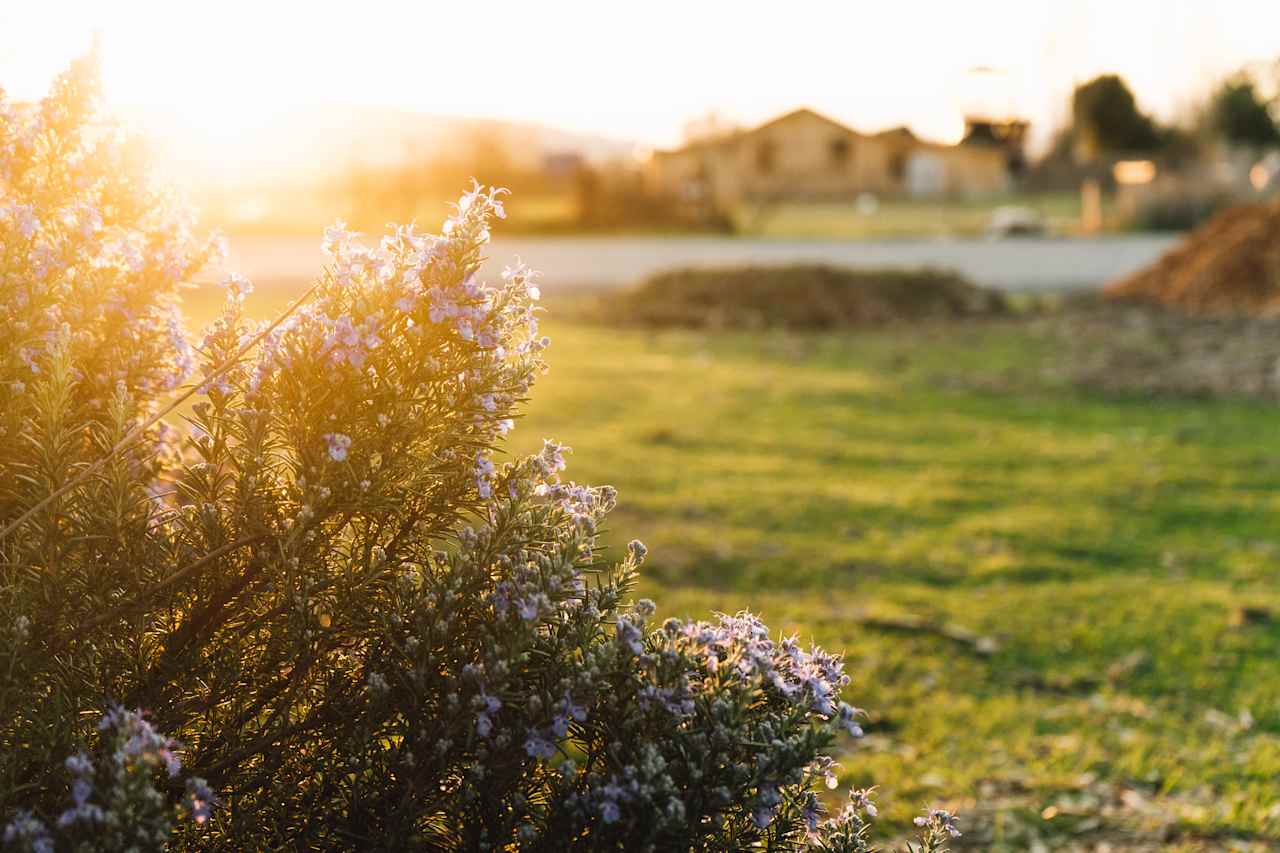 I love rosemary. So many rosemary bushes around the property.