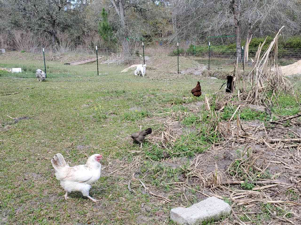 Bee Fly Farm