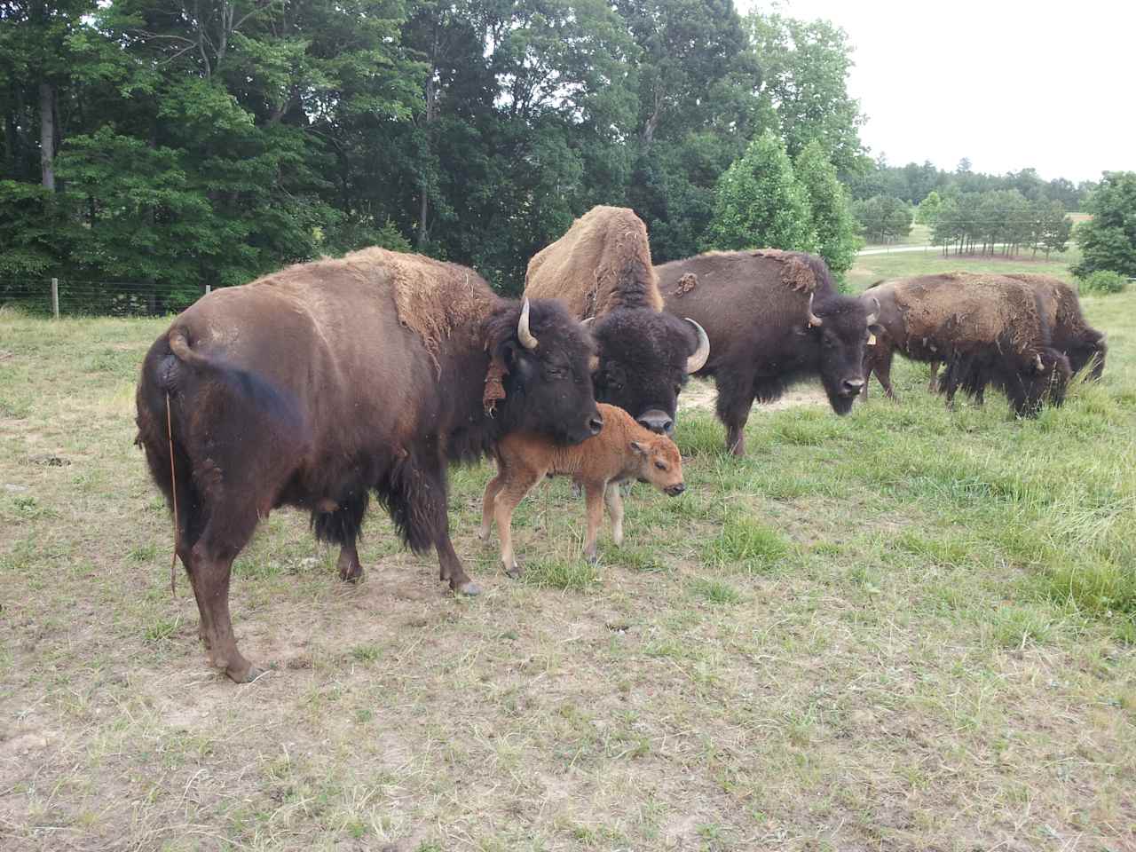 Piedmont Bison Ranch / Bison Trail