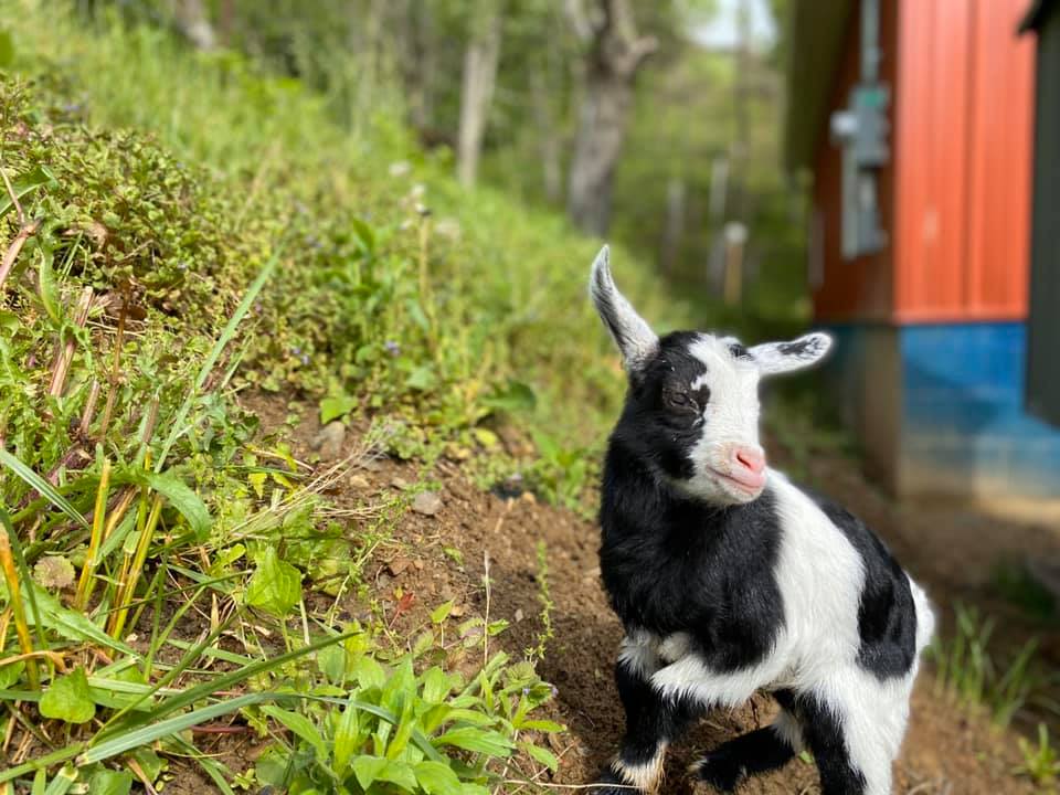 Kennedy Historic Appalachian Farm