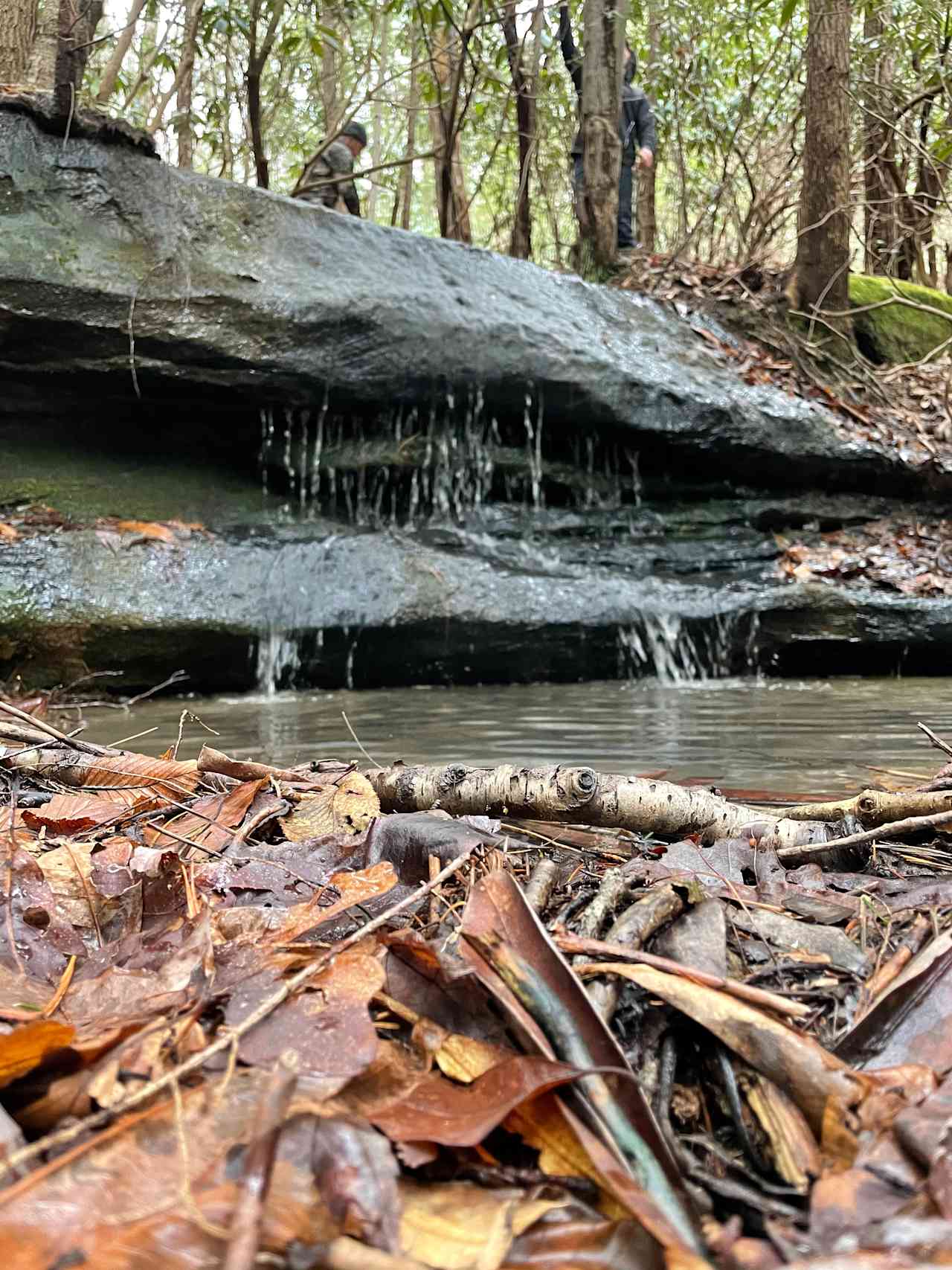 Hardwood forest